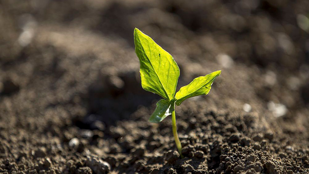 imagen de una planta ilustrado el marketing sostenible